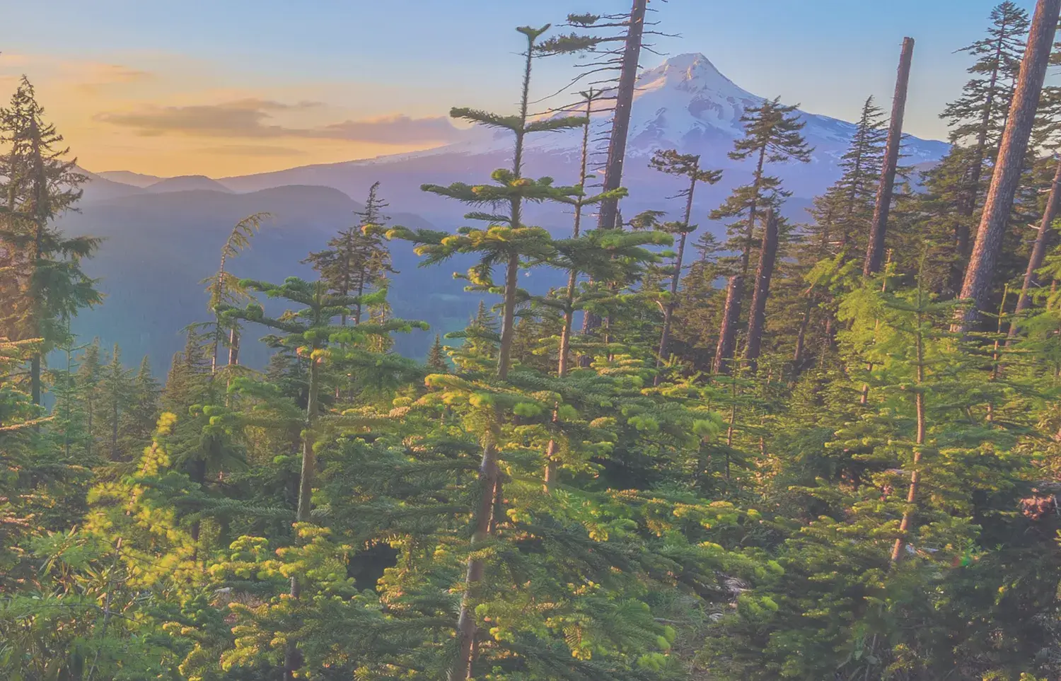 Attorneys, Lawyers, Oregon, Eugene, Springfield